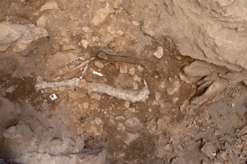 Linya, una Homo sapiens que va viure fa 14.000 anys al nord-est de la península Ibèrica