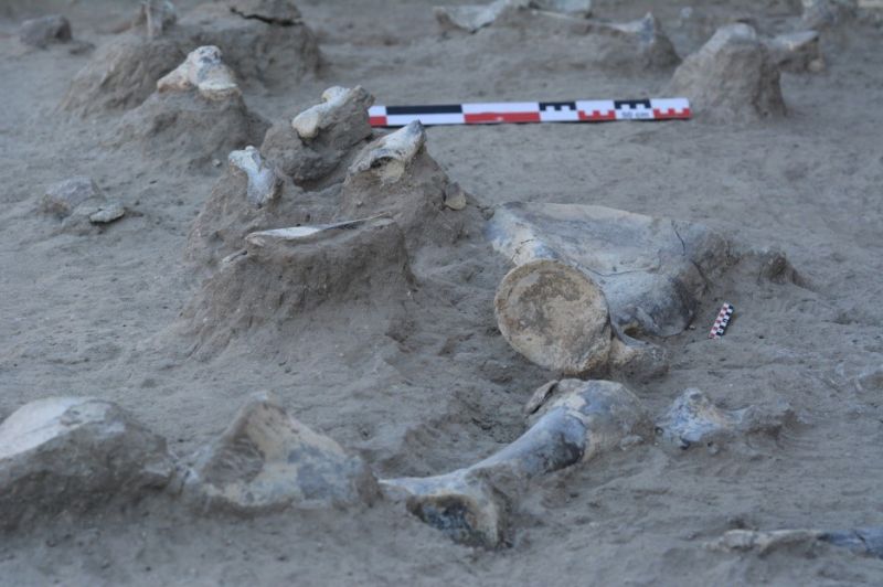 S'inicien els treballs arqueològics al jaciment de FLK a la Gorja d'Olduvai